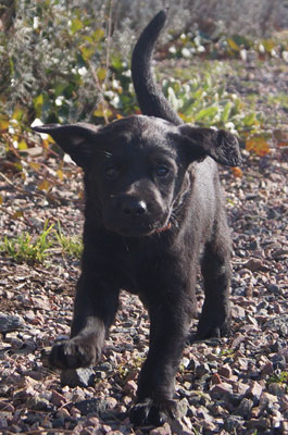R-Kull 6 weeks